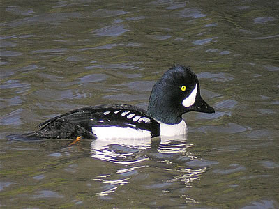 Barrow Goldeneye Duck