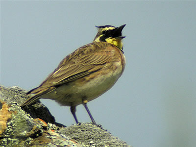 California Horned Lark