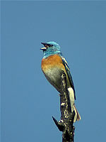  Lazuli Bunting (photograph Len Blumin)  