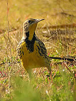  Western Meadowlark: Photograph Len Blumin