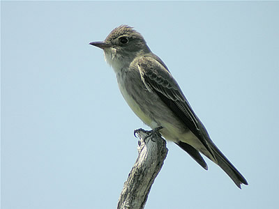 Olive-sided Flycatcher