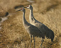  Sandhill Cranes: photograph Len Blumin