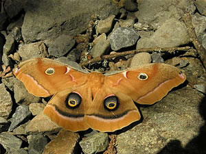  Silk Moth.  Photo: Len Blumin  