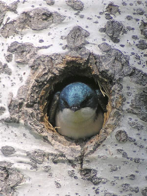  Tree Swallow  
