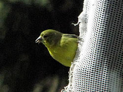  Lesser Goldfinch (male).  Photo by Harry Fuller  