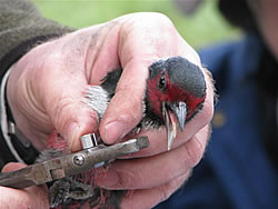  Lewis's Woodpecker.  Photo by Harry Fuller  