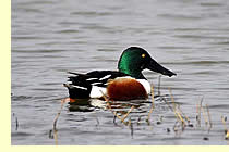  Male Northern Shoveler  