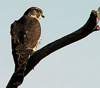  Merlin - photograph by Louise Won  