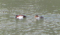  Barrow's Goldeneye among ducks on small resevoir along Highway 66.  Photo by Harry Fuller  