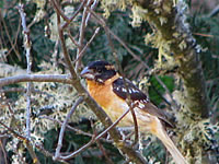  Black-headed Grosbeak.  Photo by Harry Fuller  