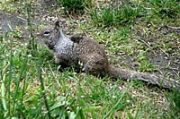   California Ground Squirrel. Photo by Harry Fuller  