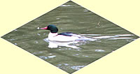  Male Common Merganser.  Photo by Harry Fuller  