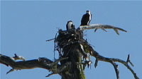  Osprey nest at Hyatts Lake.  Photo by Harry Fuller  