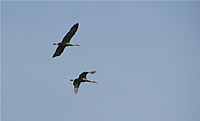  Sandhill Cranes in Flight.  Photo by Harry Fuller  