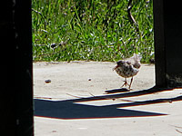  Spotted Sandpiper, Hyatt Lake.  Photo by Harry Fuller  