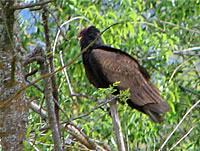  Turkey Vulture.  Photo by Harry Fuller  