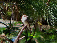  Western Wood-Pewee.  Photo by Harry Fuller  