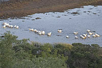  White Pelicans.  Photo by Julia Bartlett  