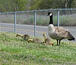  Canada Goose family.  Photo: Harry Fuller  