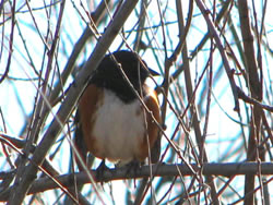  Spotted Towhee - photo by Harry Fuller  