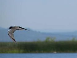  Black Tern.  Photo: Harry Fuller  