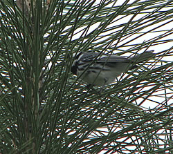  Black-throated Gray Warbler.  Photo by Harry Fuller.  