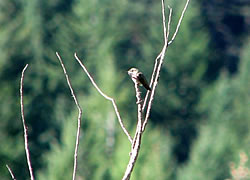  Calliope Hummingbird.  Photo by Harry Fuller.  