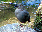  Dipper.  Photo: Harry Fuller  