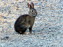  Bush rabbit.  Photo by Harry Fuller  