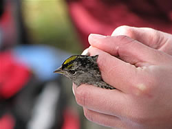  Golden-crowned Sparrow.  Photo by Harry Fuller  