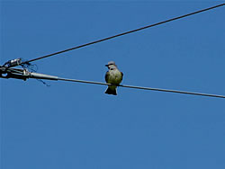  Western Kingbird.  Photo by Harry Fuller  