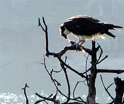  Osprey, eating.  Photo by Harry Fuller  