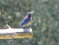  Western Bluebird.  Photo by Harry Fuller  