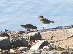  Western Sandpipers.  Photo by Harry Fuller  