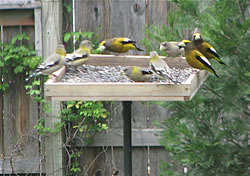  Evening Grosbeaks.  Photo by Harry Fuller.  