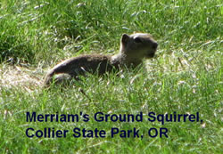  Merriam's ground squirrel.  Photo by Harry Fuller. 