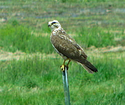  Swainson's Hawk, perched.  Photo by Harry Fuller. 