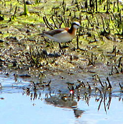  Wilson's Phalarope female. Photo by Harry Fuller. 