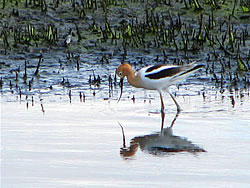  American Avocet.  Photo by Harry Fuller.  