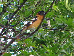  Black-headed Grosbeak (male).  Photo by Harry Fuller. 