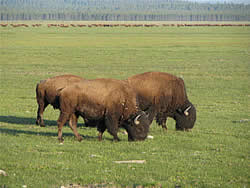   Bison, home on the range.  Photo by Harry Fuller.