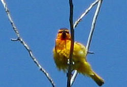  Bullock's Oriole (male).  Photo by Harry Fuller. 