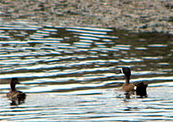  Blue-winged Teal.  Photo by Harry Fuller. 