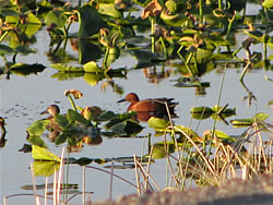  Cinnamon Teal in Klamath Marsh.  Photo by Harry Fuller. 