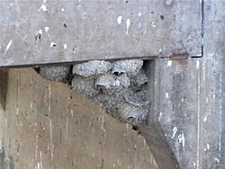  Cliff Swallow nests in a pueblo.  Photo by Harry Fuller.