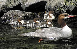  Common Merganser with chicks.  Photo by Len Blumin. 