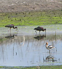  Curved beaks - Ibis and Avocet.  Photo by Harry Fuller. 