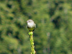  Dusky Flycatcher, Mount Ashland.  Photo by Harry Fuller. 