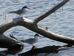  Forster's Terns, Lower Klamath.  Photo by Harry Fuller. 