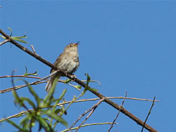  House Wren.  Photo by Harry Fuller. 